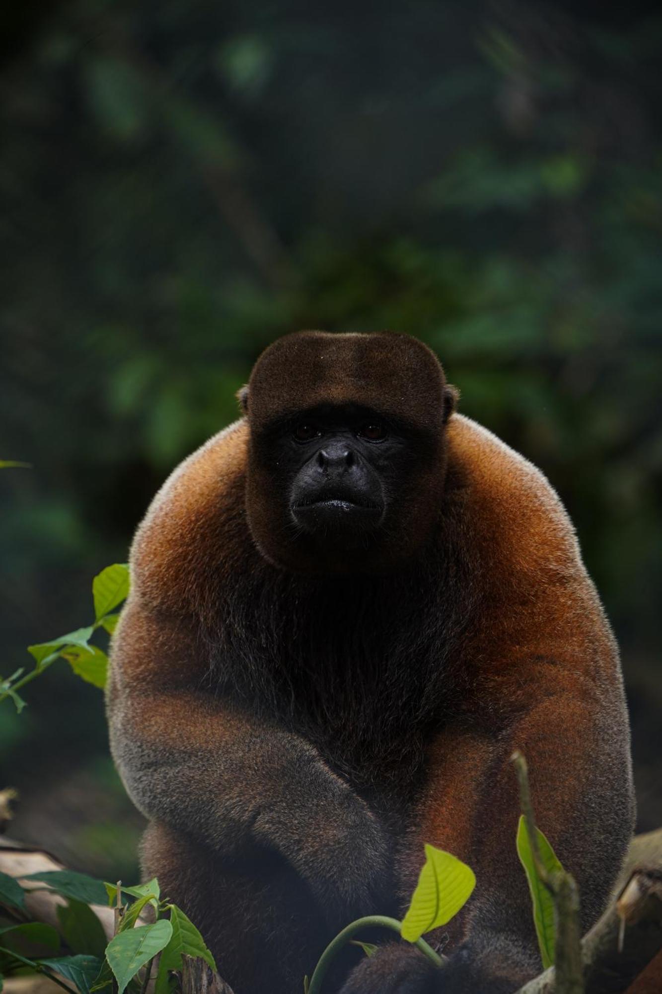 Suchipakari Amazon Eco -Lodge & Jungle Reserve Puerto Misahuallí Eksteriør bilde