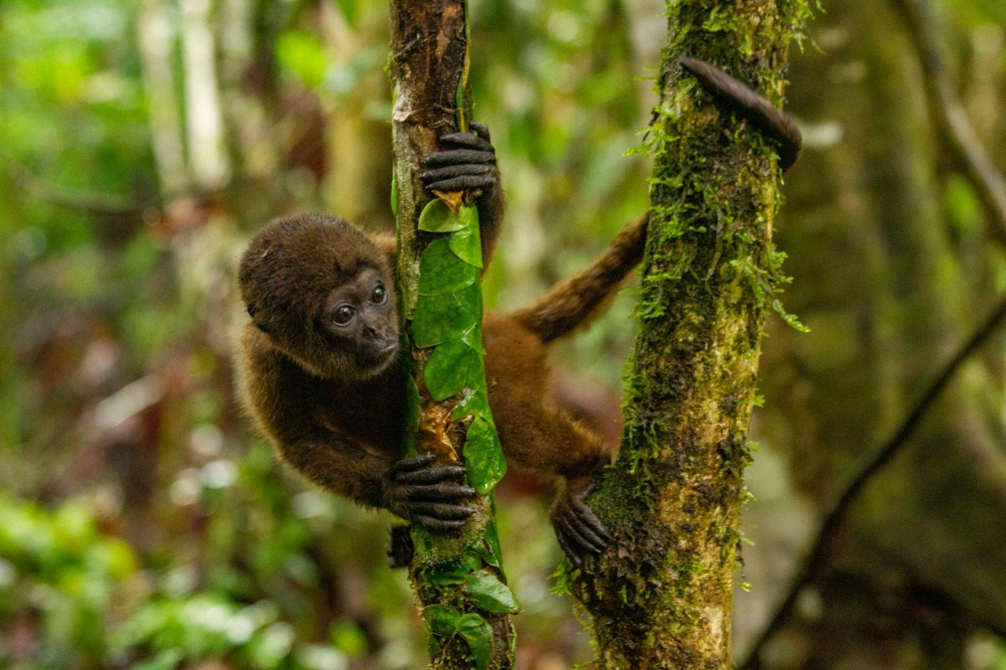 Suchipakari Amazon Eco -Lodge & Jungle Reserve Puerto Misahuallí Eksteriør bilde