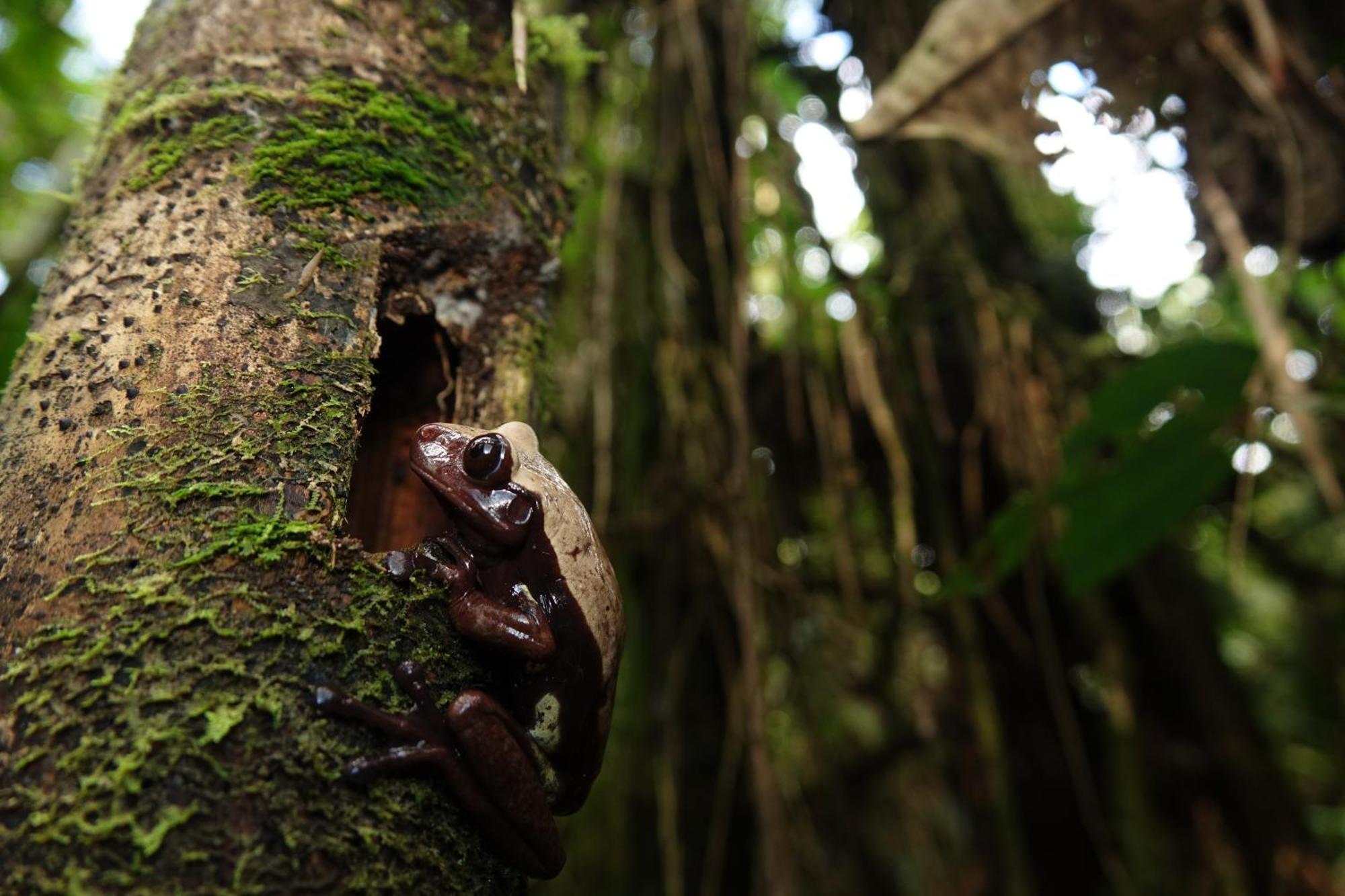 Suchipakari Amazon Eco -Lodge & Jungle Reserve Puerto Misahuallí Eksteriør bilde